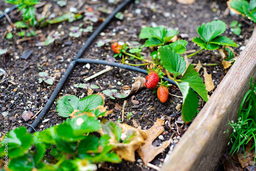 Wooden raised bed garden with juicy ripe strawberry fruits ready to harvest, urban homestead farming in Dallas, Texas, USA, drip irrigation system, grow your own food, healthy lifestyle