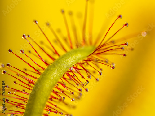 Drosera capensis leaves with nectar droplets to attract insects