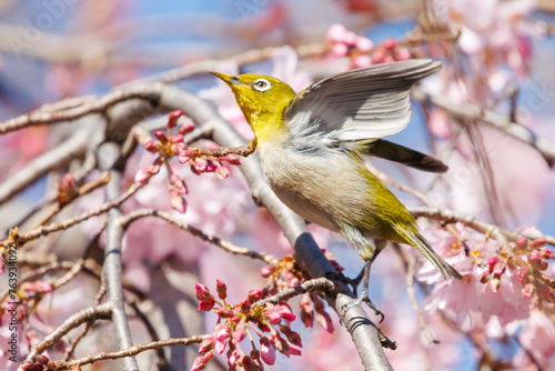 美しいシダレザクラの間を飛び回って花の蜜を吸う可愛いメジロ（メジロ科）。日本国神奈川県横浜市鶴見区、三ツ池公園にて。 2024年3月20日撮影。Lovely Japanese White Eye (Zosterops Japonica, family comprising white eyes) flitting among the beautiful Weeping Cherry (Pr