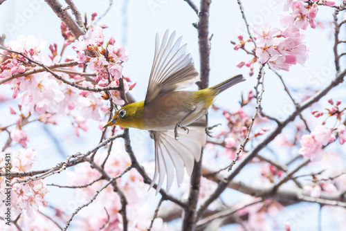 美しいシダレザクラの間を飛び回って花の蜜を吸う可愛いメジロ（メジロ科）。日本国神奈川県横浜市鶴見区、三ツ池公園にて。 2024年3月20日撮影。Lovely Japanese White Eye (Zosterops Japonica, family comprising white eyes) flitting among the beautiful Weeping Cherry (Pr