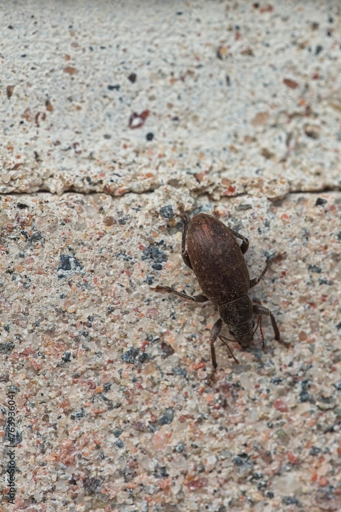 Detailed closeup of curculionidae on old concrete wall. Detailed closeup of curculionidae on old concrete wall.