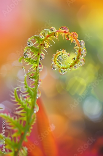 macro green leaves of fern frond, spiral leaf, curve young growing leaves, Curly leaf background, rain drops on leaves, greenery and evergreen, rainbow colorful background