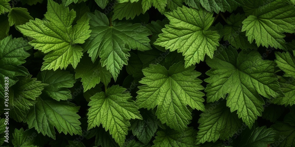 Lush green leafy texture. Dense green foliage fills the frame, showcasing the intricate textures and patterns of leaf veins Lush green leafy texture. Dense green foliage fills the frame, showcasing the intricate textures and patterns of leaf veins
