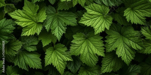 Lush green leafy texture. Dense green foliage fills the frame, showcasing the intricate textures and patterns of leaf veins