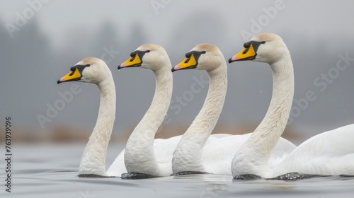whooper swan (Cygnus cygnus),Mecklenburg Germany photo
