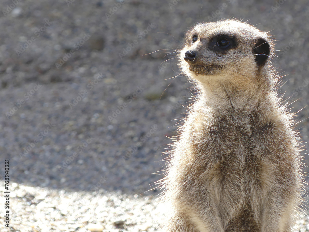 Fototapeta premium Meerkat on guard. Suricata portrait standing watching and patrolling. staring at something outside the picture frame