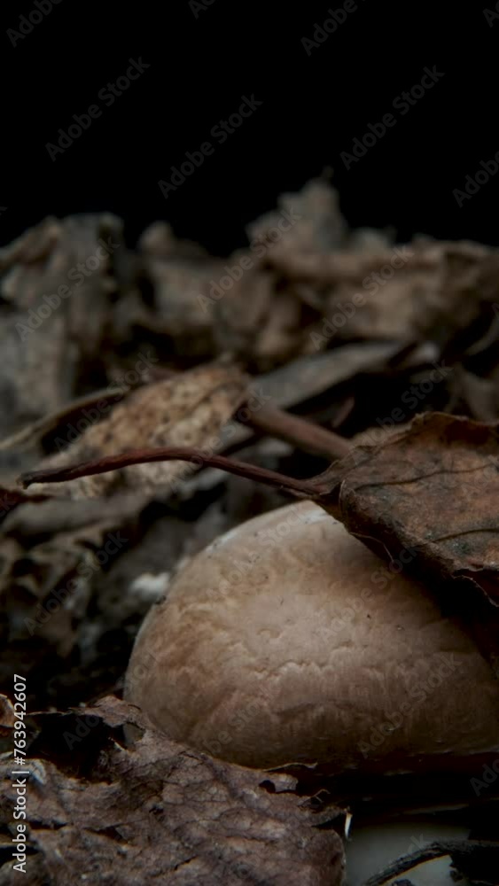 Time lapse of Mushrooms Growing Time lapse of Mushrooms Growing