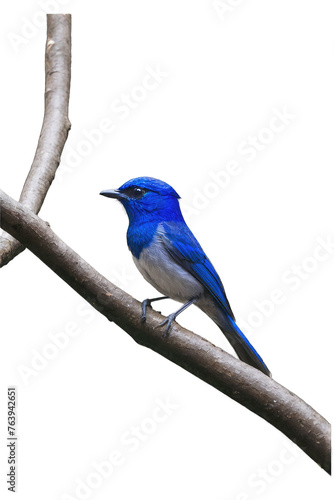 blue jay bird on a tree branch isolated on a white background © ahmudz