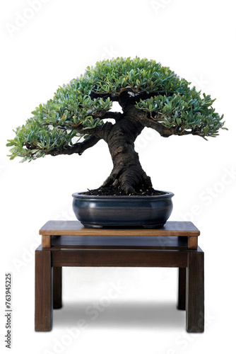 isolated bonsai tree on white background photo