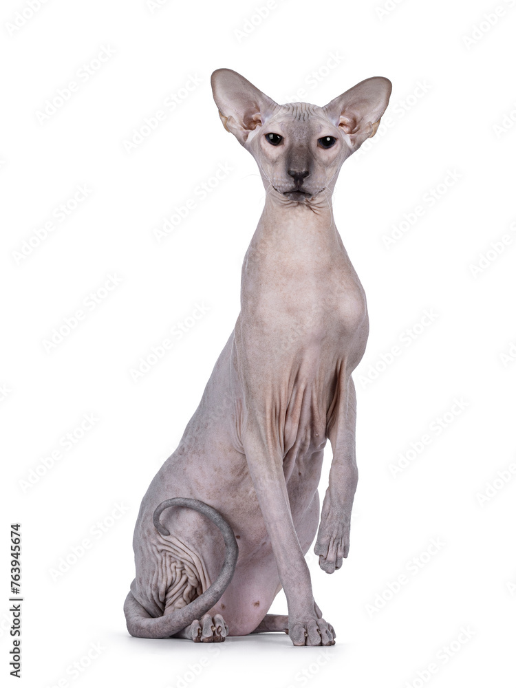 Blue point Peterbald cat, sitting up facing front like statue. Looking straight to camera. One paw up. Isolated on a white background.