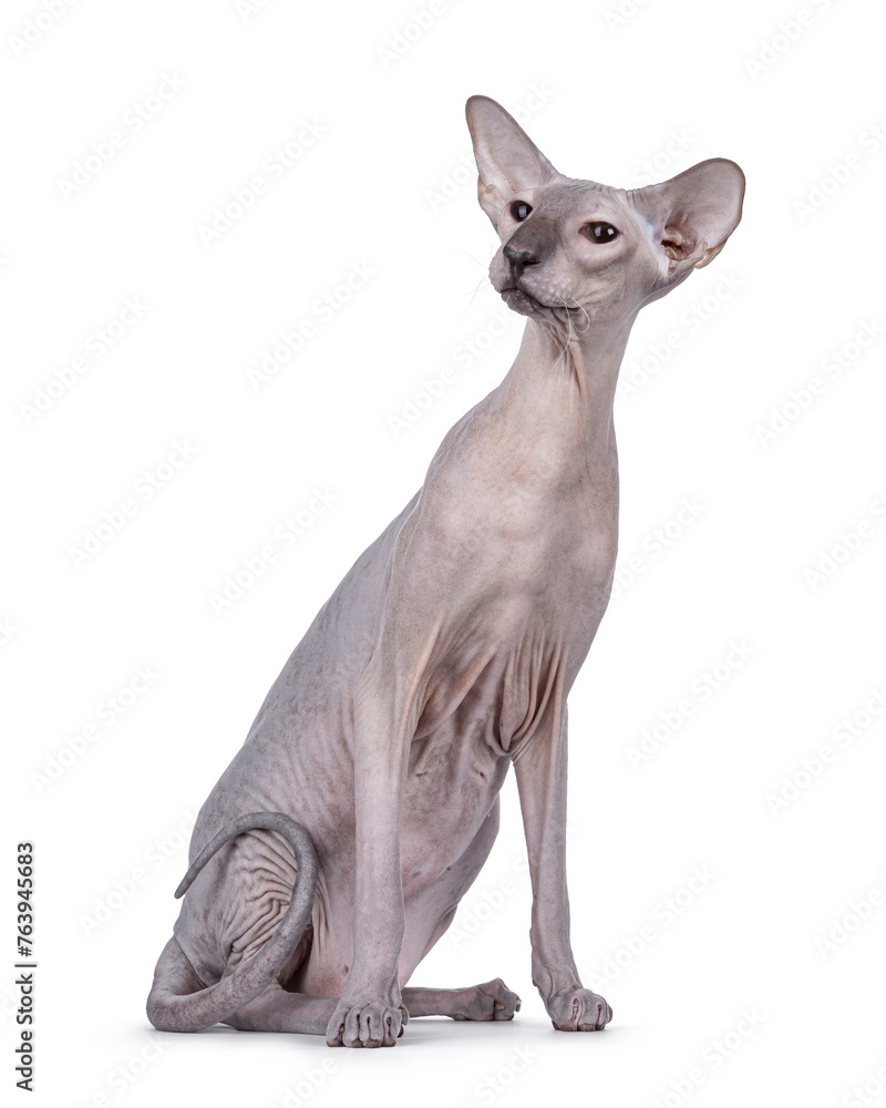 Blue point Peterbald cat, sitting up side ways. Looking to the side away from camera. Isolated on a white background.