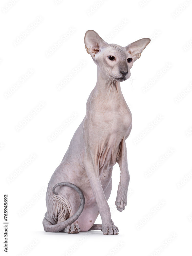 Blue point Peterbald cat, sitting up facing front like statue. Looking to the side away from camera. One paw up. Isolated on a white background.