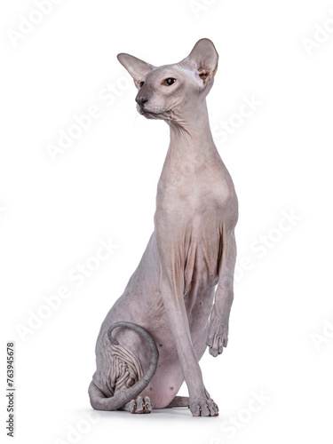 Blue point Peterbald cat  sitting up facing front like statue. Looking to the side away from camera. One paw up. Isolated on a white background.