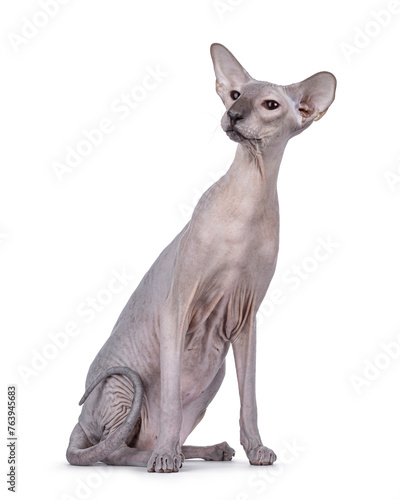 Blue point Peterbald cat  sitting up side ways. Looking to the side away from camera. Isolated on a white background.