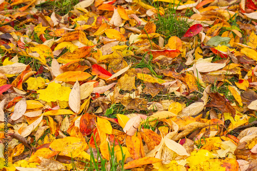 Autumn (Fall) leaves on ground