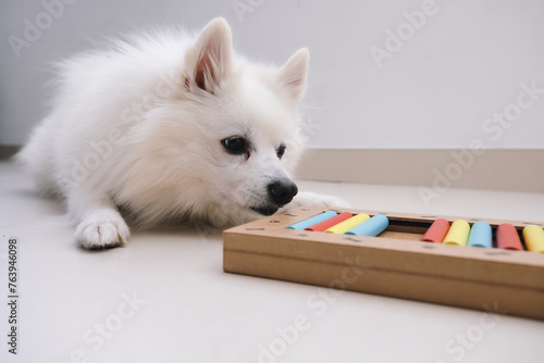 Photography Smart dog is looking for delicious dried treats in intellectual game and eating them, close up