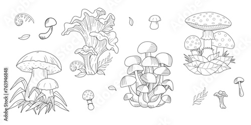 Mushrooms. Bolete and chanterelle, oyster mushrooms, white button isolated. Vintage.