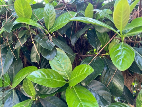 leaves in the garden