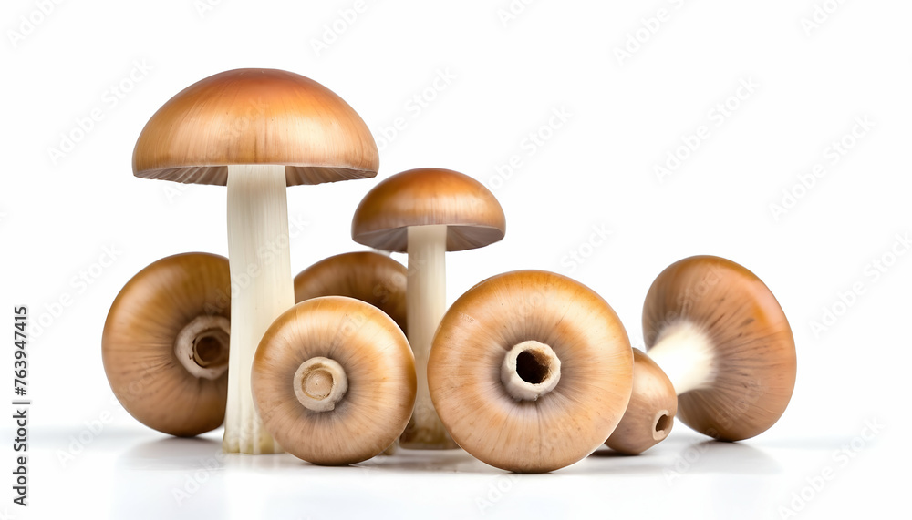 mushrooms isolated on white background mushrooms isolated on white background