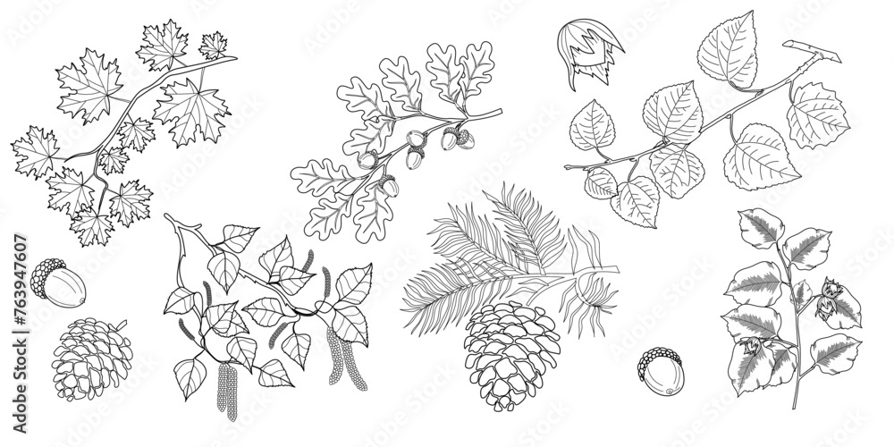 Set of branches with leaves. Maple, oak, linden, hazelnut, birch tree branch with leaves, pine cones