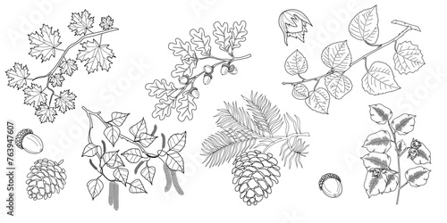 Set of branches with leaves. Maple, oak, linden, hazelnut, birch tree branch with leaves, pine cones