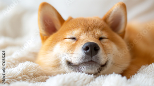 Close-up Brown Shiba Inu Dog lying on white bed in bedroom