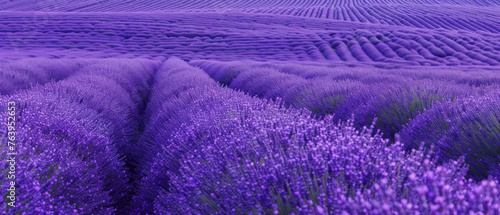 Agricultural harvest background landscape panorama featuring a close-up of a blooming lavender field (Lavandula angustifolia).