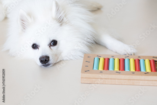 Dog playing Intellectual game. Training game for dogs.