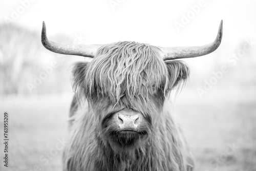 beautiful Scottish Highland cow in nature grass setting portrait animal #763955209