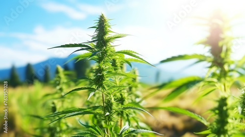 Close up of cannabis sativa bud on a field with soft focus with a sun rays flare. Medical hemp concept. Generative AI