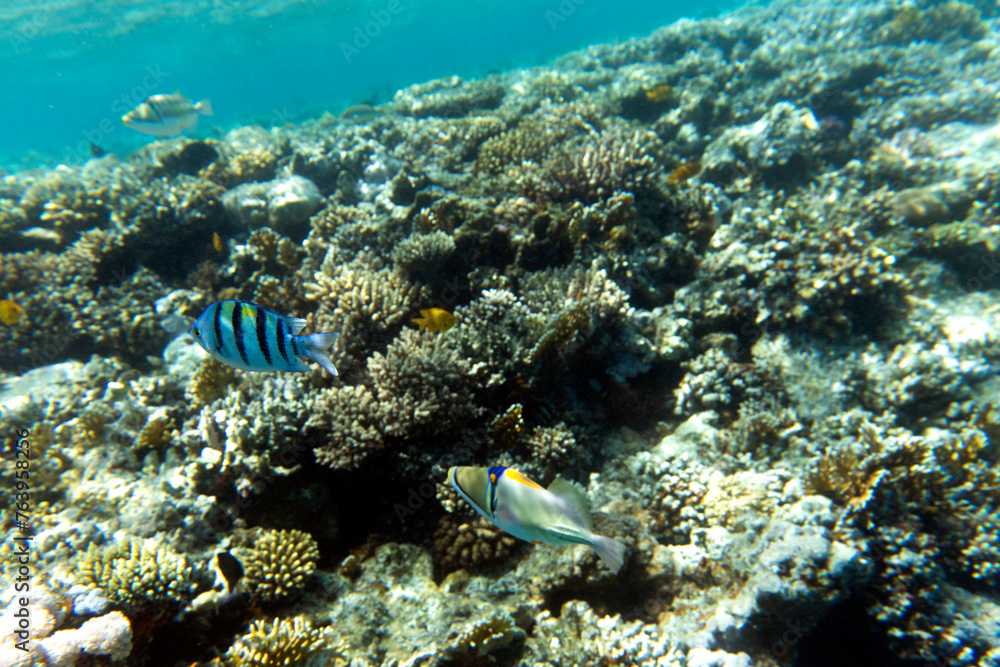 Fototapeta premium A photo of coral reef