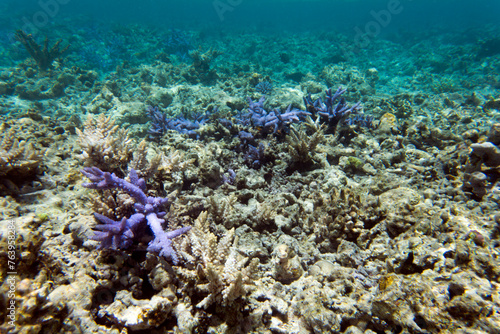 A photo of coral reef