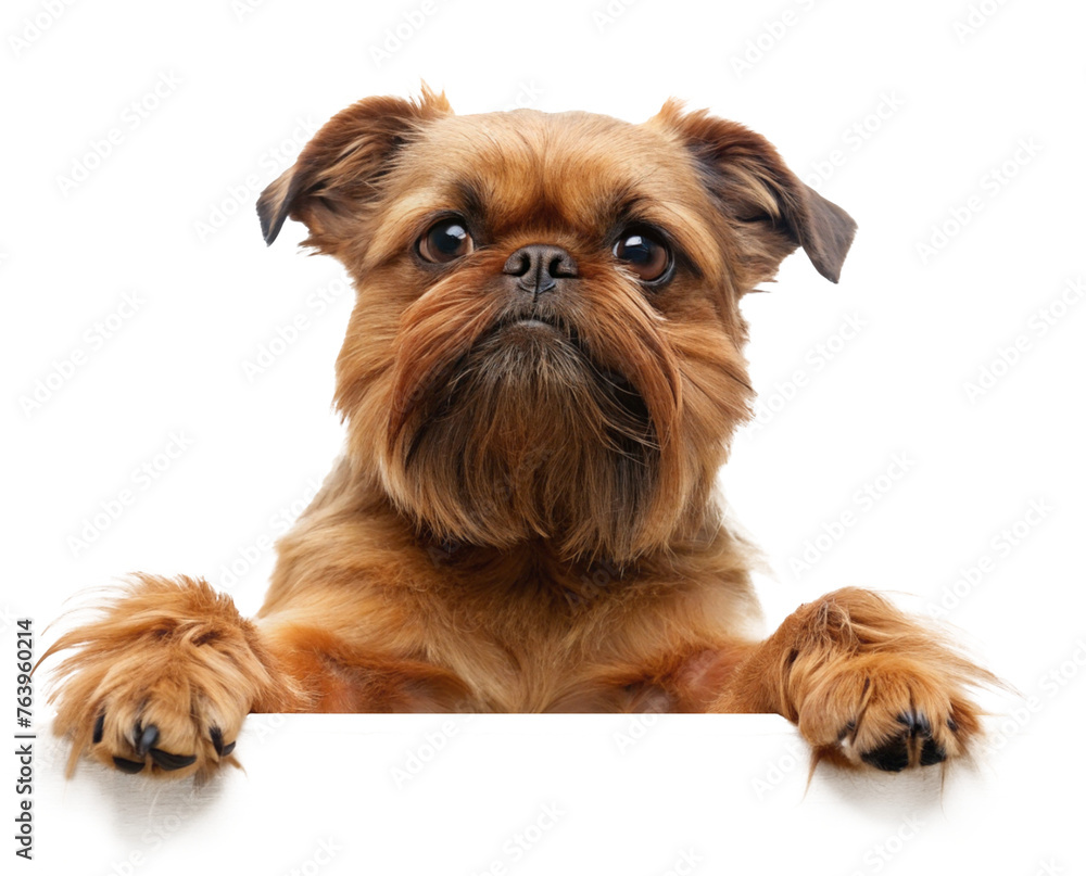 Brussels Griffon dog with paws on placeholder area isolated on transparent background Brussels Griffon dog with paws on placeholder area isolated on transparent background