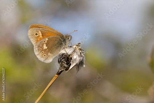 Large Heath butterfly, (Coenonympha tullia) on plant, close-up.
