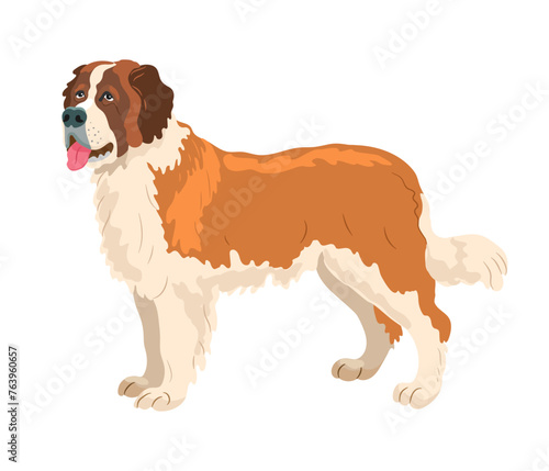 Serbernar dog. Vector illustration on white background photo