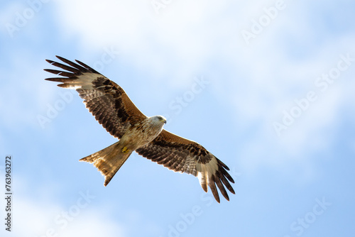 Low angle of a red kite soaring in cloudy sky © Wirestock