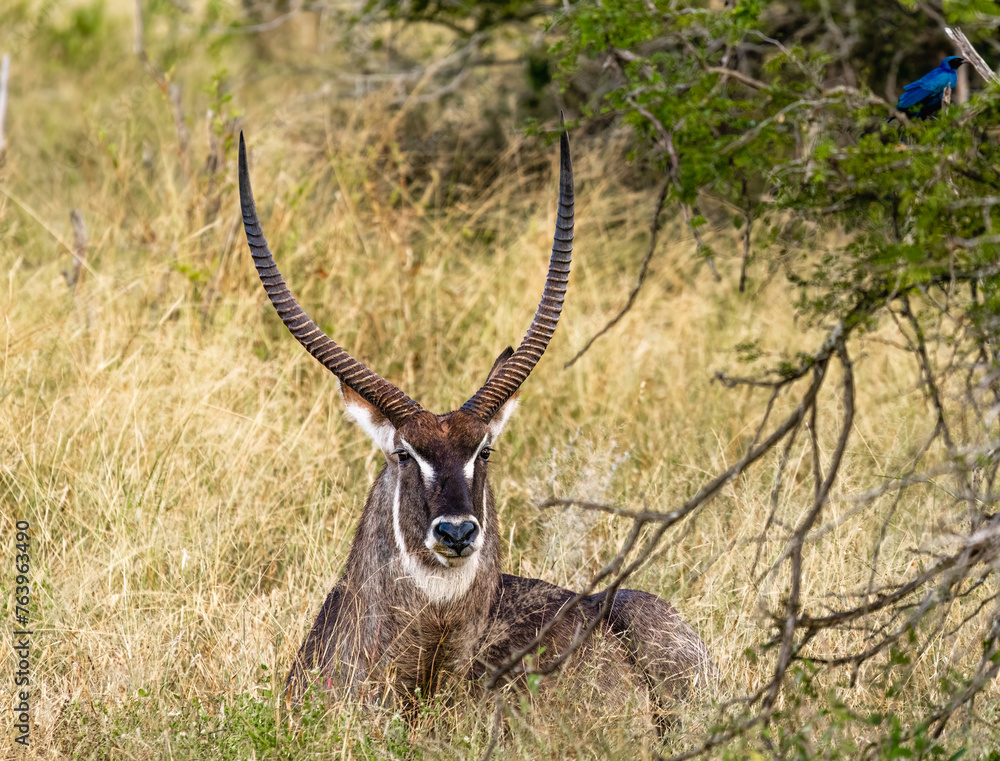 Naklejka premium Kruger Water Buck