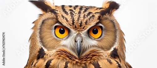 A closeup photograph of an Eastern Screech Owls face, showcasing its mesmerizing eyes, sharp beak, and adaptation to its terrestrial environment, set against a white background