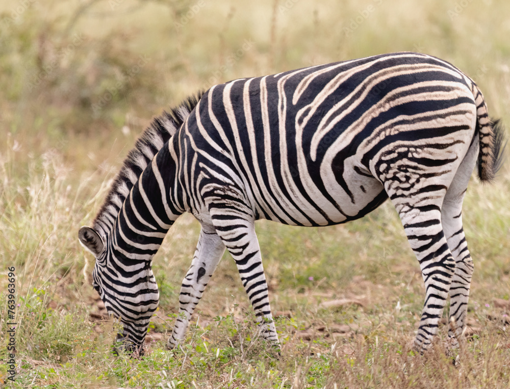 Zebra 2 Zebra 2