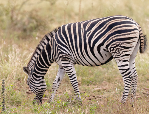 Zebra 2