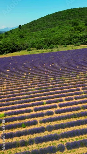Vertical Drone Footage over Lavender field in France Haute Alpes Provence Cote d'Azur. High quality HD footage
