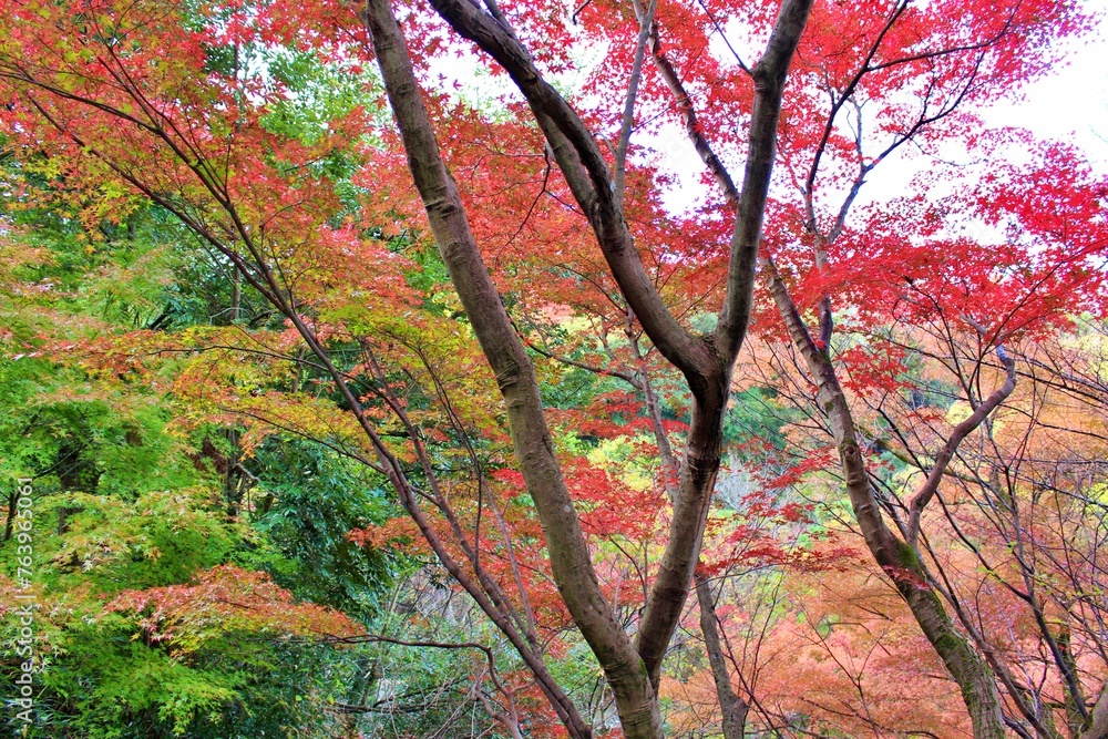 Red leaf season at Kiyomizu Temple, Osaka, Japan Red leaf season at Kiyomizu Temple, Osaka, Japan