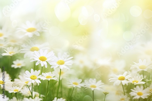background of daisies in a meadow in the sunlight. Close-up.