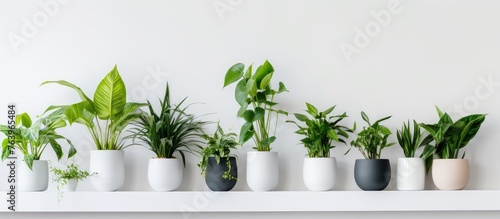 A row of various potted houseplants displayed in clean white containers placed on a high shelf © TheWaterMeloonProjec