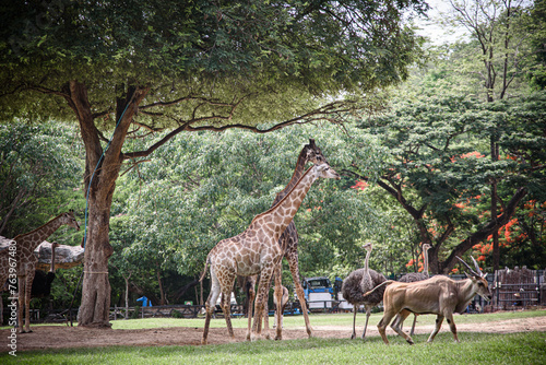 A giraffe is walking through a forest with other giraffes