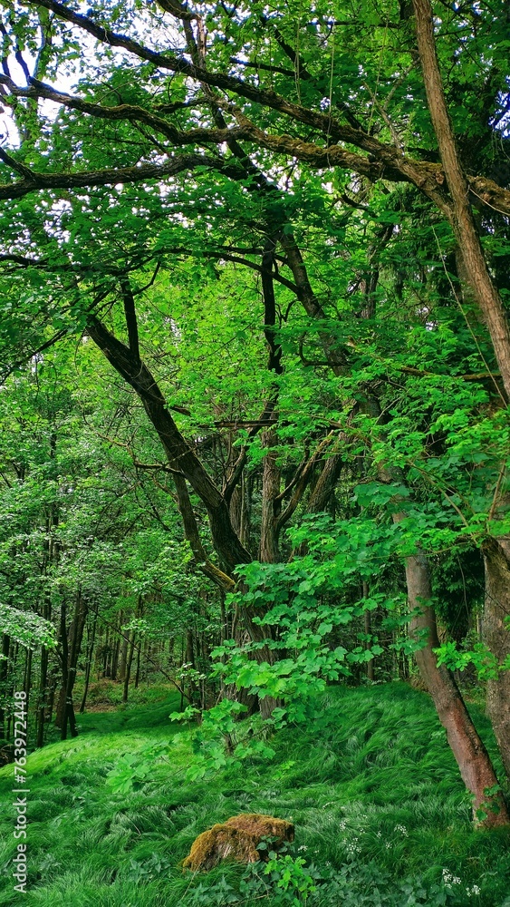Summer forest, Skalna, Smrciny, Czech Republic 