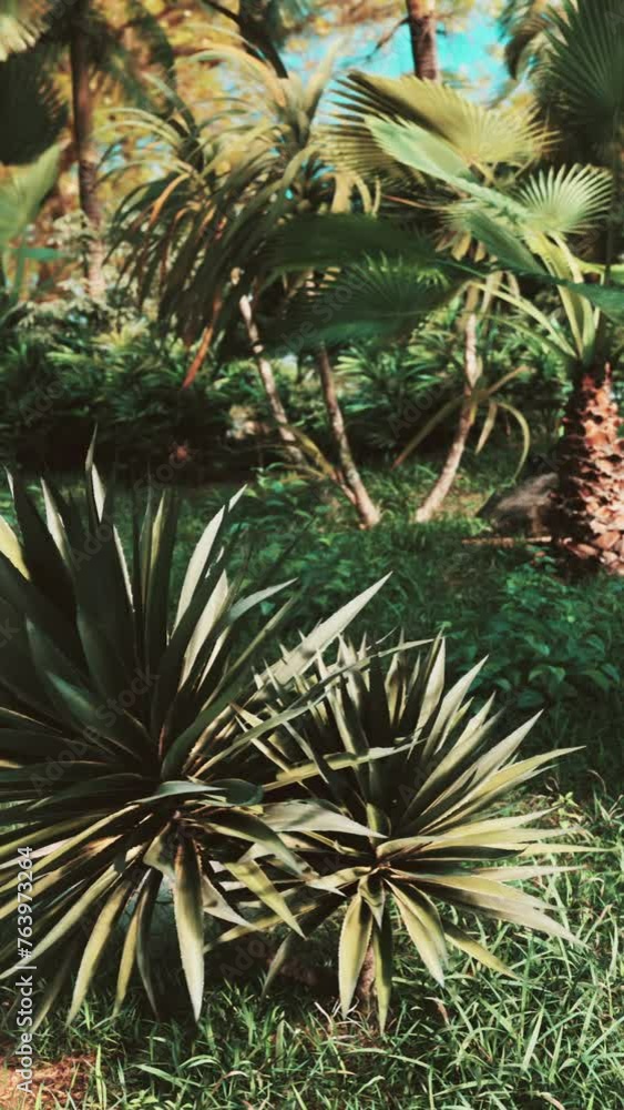 tropical palms and plants at sunny day tropical palms and plants at sunny day
