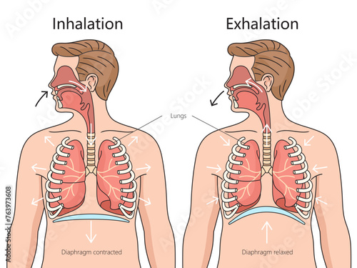 Inhalation and Exhalation process respiratory system frontal view structure diagram hand drawn schematic vector illustration. Medical science educational illustration