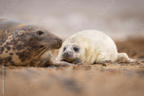 Grey Seal pup & mother on the beach in Norfolk, UK.