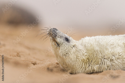 Young Grey Seal pup on the beach in Norfolk, UK. © Wirestock